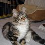Dancingcat Evita kiallitason3 Dancingcat Evita kiallitason3